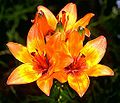 Lilium bulbiferum mg-k.jpg