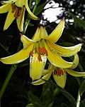 Lilium monadelphum.JPG