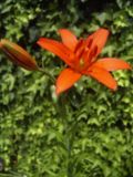Lilium concolor.jpg