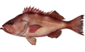 Sebastes alutus.png