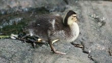 File:Duckling preening (81313).webm