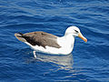 Campbell Albatross CW.jpg