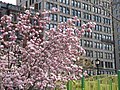 Magnolia With Everett Building (8669889842).jpg