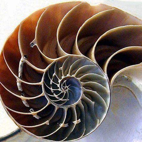 Phebonacci