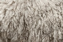 Royal Winter Fair Wool 2.jpg