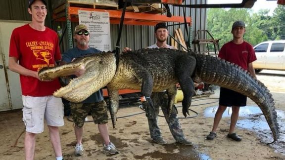 Caçador mata crocodilo que tinha artefato histórico no estômago