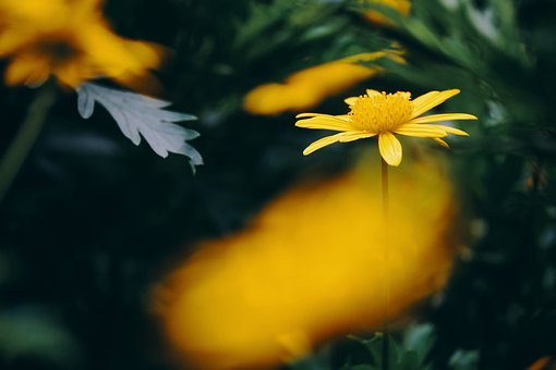 Euryops, Flower, Plant, Yellow Flower