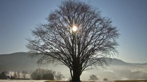 The Sun shining through a naked tree in winter.