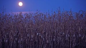 September: Harvest or Corn Moon