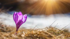 A crocus in the spring Sun.