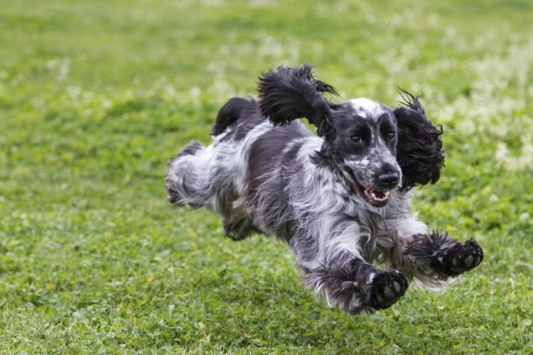 Cocker Spaniel running in a meadow.