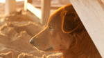 Junger Golden Retriever im Profil am Strand bei Sonnenuntergang