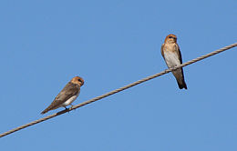 Andorinha-morena (Alopochelidon fucata).jpg