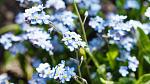 Forget-me-nots, September's birth flower.