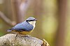 White-tailed Nuthatch Sitta himalayensis perches on a branch, India 2016.jpg