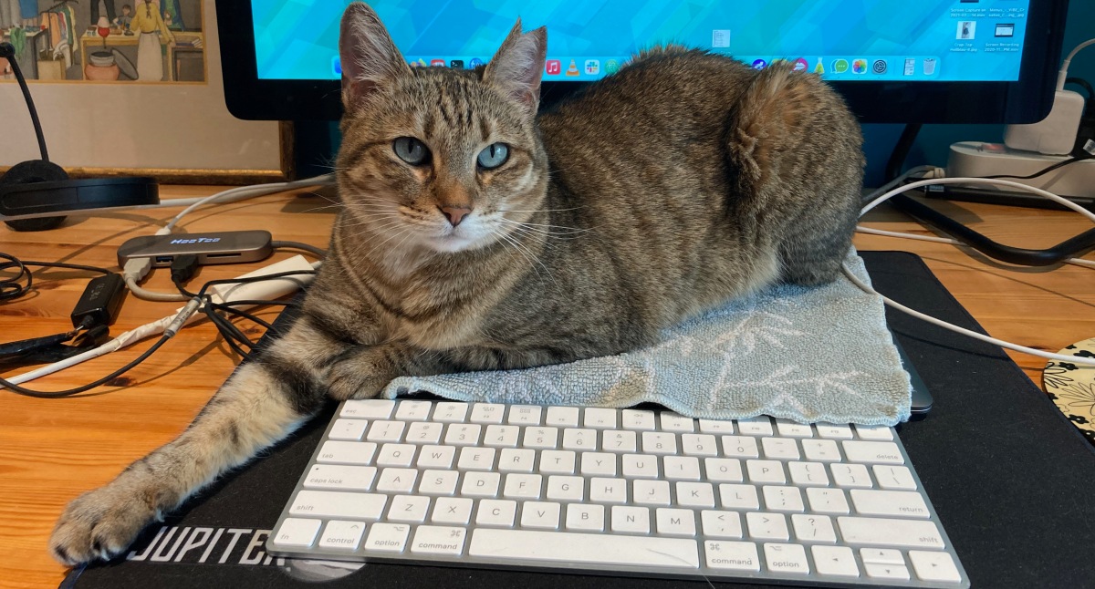 Sophie on laptop, lying in front of monitor and behind keyboard