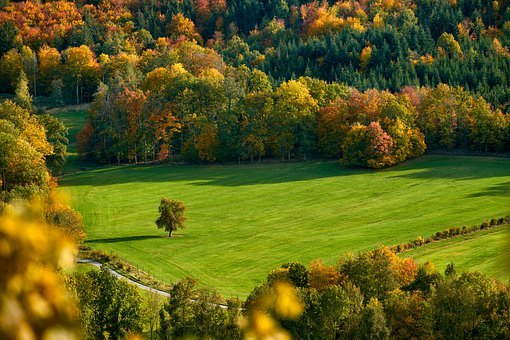 Field, Trees, Fall, Autumn, Mood