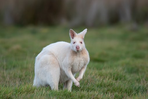 Wallaby, Albino Bennetts Wallaby, Albino