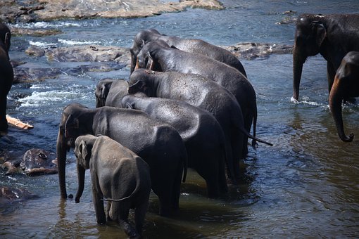 Elephants, Herd, Family, Calf