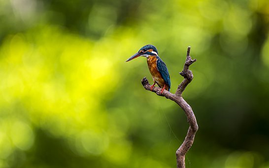 Kingfisher, Bird, Perched, Animal