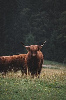 Animal, Highland Cattle, Mammal, Species