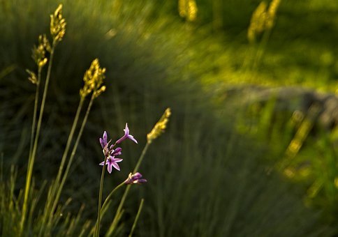 Květiny, Příroda, Bloom, Květ, Louka