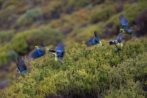 Aves, Loro, Verde Rosella