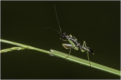 カマキリ, 虫, 自然, 動物, 昆虫学, 閉じる, 野生動物