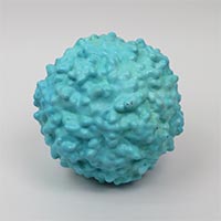 Tactile Model of the Polio Virus