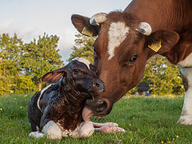 New born Frisian red white calf.jpg