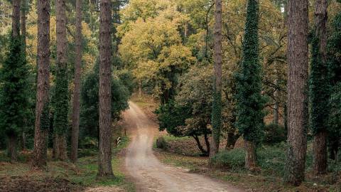 A dirt road that leads into woods with a variety of trees.