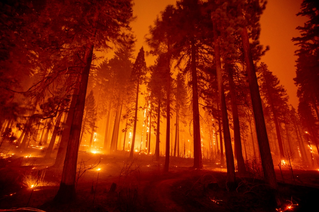 Ponderosa pines are silhouetted by the diffuse orange glow of smoke lit by dozens of fires.