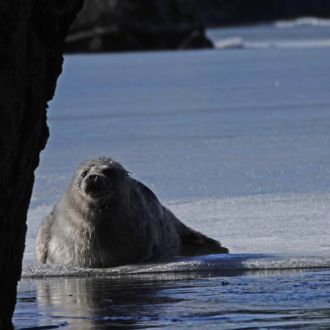 A seal lies on a sheet of ice on a lake.