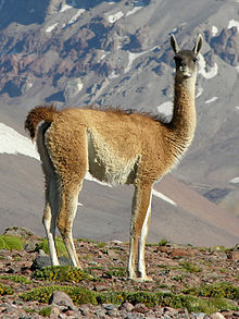 Guanaco de San Carlos.jpg