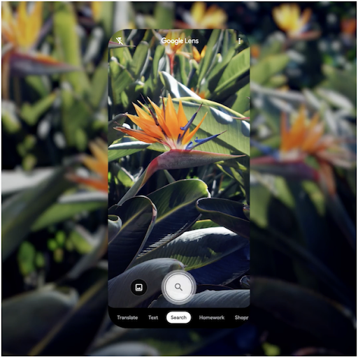 Use Google lens to identify plants and animals