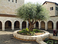 The Church of the Multiplication in Tabgha is the site where some Christians believe the feeding of the five thousand to have taken place