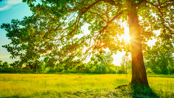 Summer Sun peeking from a tree.