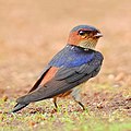 Red-rumped Swallow (Cecropis daurica) Photograph by Shantanu Kuveskar.jpg