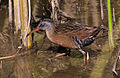 Rallus limicola -Cloisters Park, Morro Bay, California, USA-8 (1).jpg