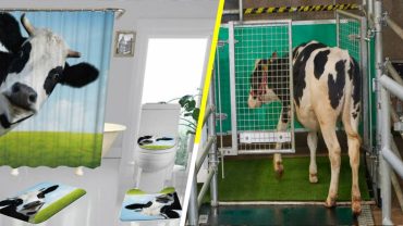 ¡Qué elegancia la de Francia! Entrenan a vacas para que vayan al baño