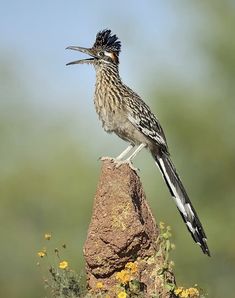   Little Birds, Love Birds, Beautiful Birds, State Birds, Animals And Pets, Rare Animals, Colorful Birds, Wild Birds, Bird Watching