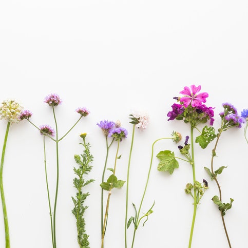 Border with an arrangement in a line of dainty colorful summer flowers with long stems below copy space on a white...