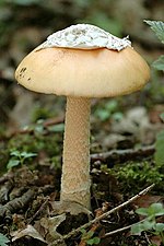 Amanita crocea - Lindsey.jpg