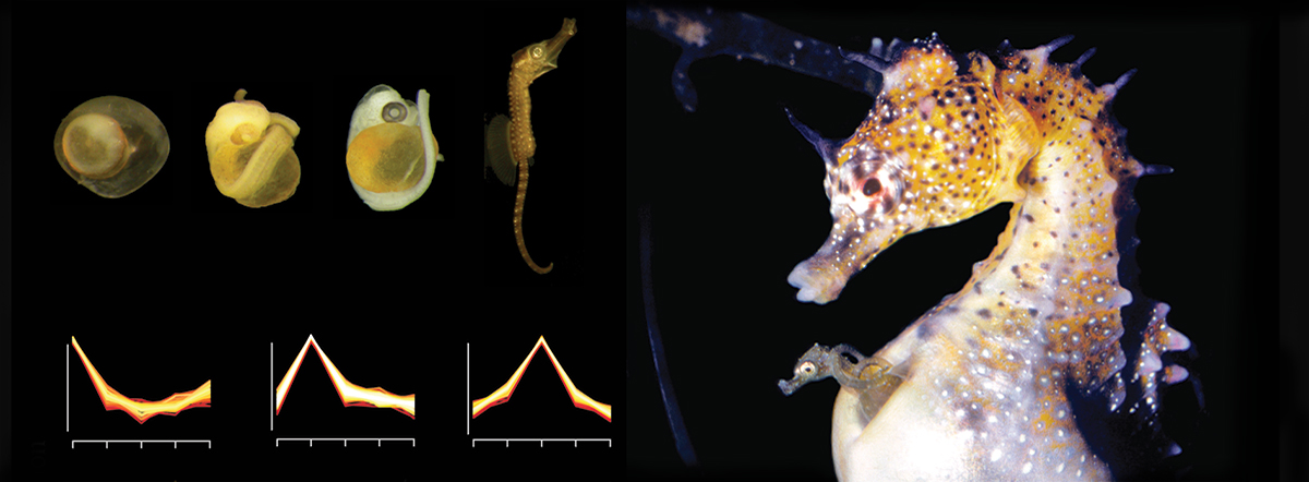 Embryonic stages of a seahorse graphic