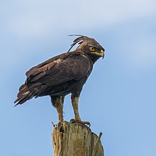 Long-crested eagle (Lophaetus occipitalis) 3.jpg