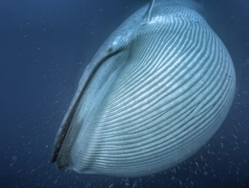 blue whale