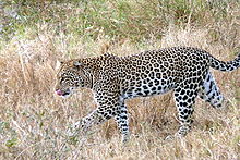 Leopard (Panthera pardus).jpg