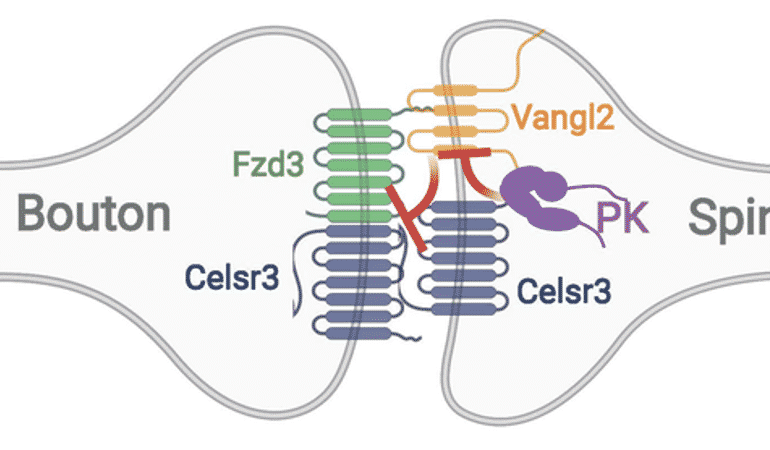 This is a diagram of a synapse