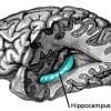 This shows the location of the hippocampus in the brain