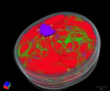 File:Three-Dimensional-Ultrastructural-Study-of-Oil-and-Astaxanthin-Accumulation-during-Encystment-in-pone.0053618.s002.ogv